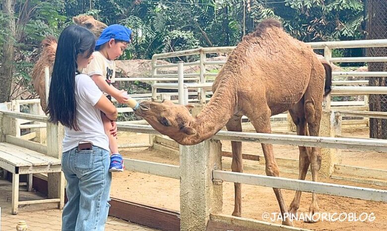 タイ最大級の動物園「サファリワールドバンコク(Safari World bangkok)」行き方・楽しみ方ガイド