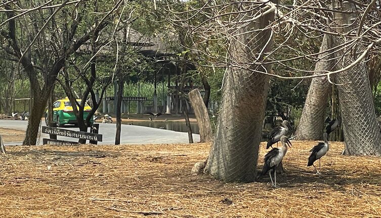 タイ最大級の動物園「サファリワールドバンコク(Safari World bangkok)」行き方・楽しみ方ガイド