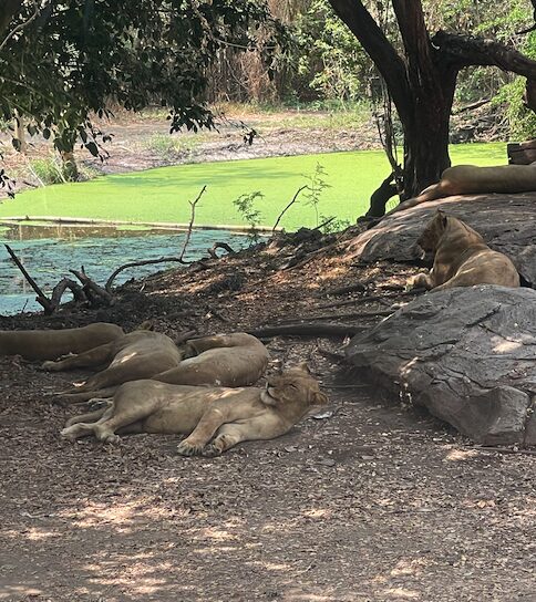 タイ最大級の動物園「サファリワールドバンコク(Safari World bangkok)」行き方・楽しみ方ガイド